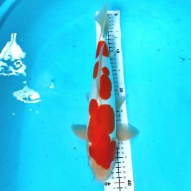 ikan koi doitsu HQ calon jumbo