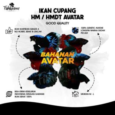 CUPANG HALFMOON AVATAR FISHKINIAN (BAHANAN) BERGARANSI HM