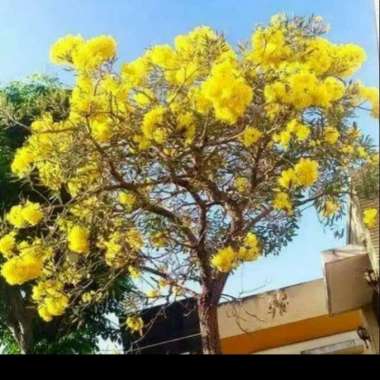 pohon tabebuya bunga kuning