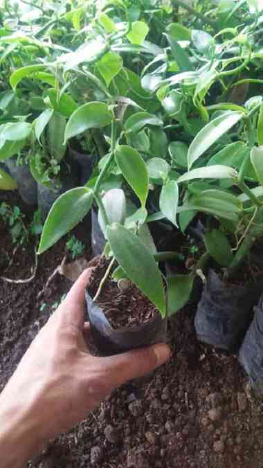 Bibit Tanaman Vanili/vanilli Kualitas Super - Siap Tanam