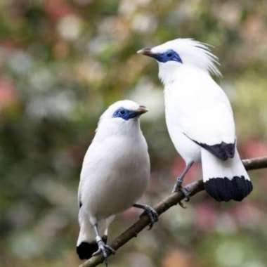 Burung jalak bali dewasa sepasang