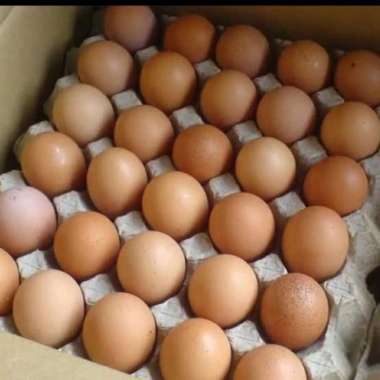 Telur Ayam Negeri 1 Kg