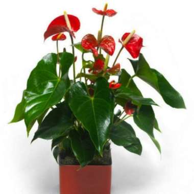 Tanaman hias anthurium bunga merah / Anthurium lokal bunga Merah / tanaman hias bunga anthurium merah / Tanaman hias Mickey Mouse -