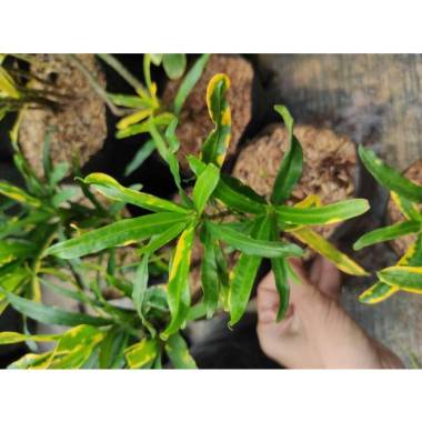 Tanaman Hias Puring Cabai Tanaman Hias Puring