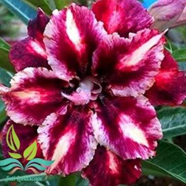 Jual Bibit Bunga Kamboja Adenium Yellow Vietnam Online Februari 2021 Blibli