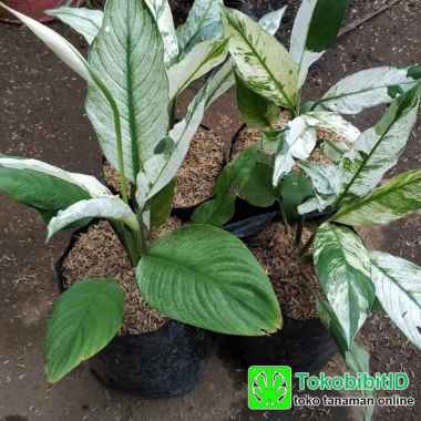 Spathiphyllum Variegata ( peace lily )