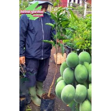 Bibit pohon mangga cengkir tinggi 1 meter