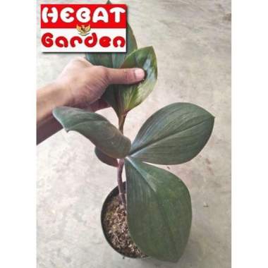 Tanaman Pacing merah - costus woodsonii