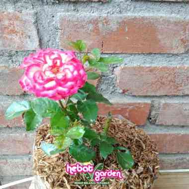 Mawar pink carosel import