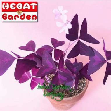 Tanaman oxalis Triangularis - calincing kupu ungu-Hebat Garden