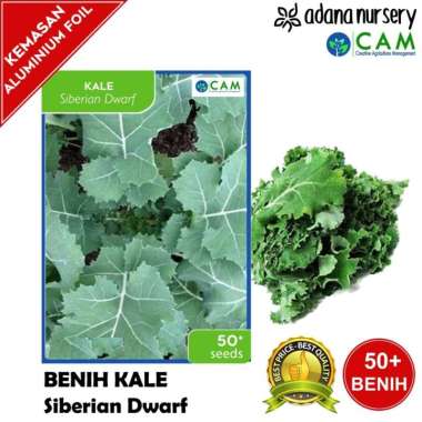 Benih / Biji Kale Siberian Dwarf - Berkualitas - 50+ Seeds