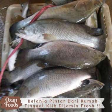 Jual Ikan Kakap Putih Agustus 2021 Banyak Pilihan Harga Murah Blibli