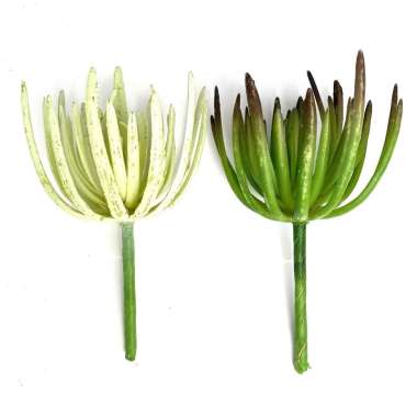 Scoop Tanaman Imitasi - Artificial Plant Sukulen Kaktus 60070800 variasi 02