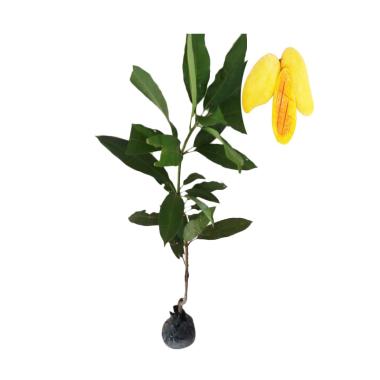 BIBIT TANAMAN  Mangga Cokana