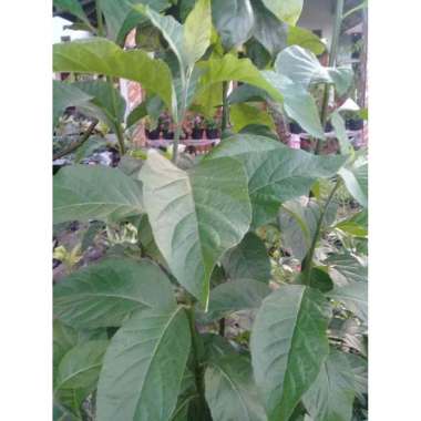 toko pohon bibit daun afrika