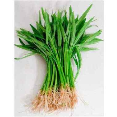 Benih Biji Repack Kangkung Bangkok LP1 Panah Merah
