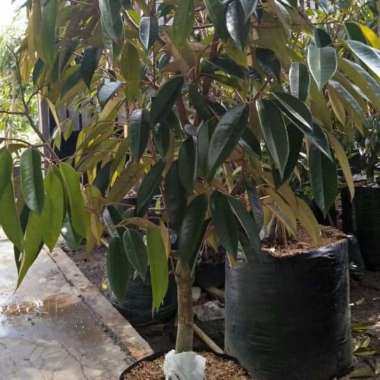BIBIT DURIAN MONTONG TINGGI 1.5-2 METER BERCABANG BANYAK
