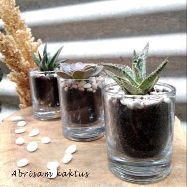 Terrarium Mini Cactus Succulent Bamboo Hoky Terarium Tanaman Hidup Kaktus Sukulen Bambu Hidrogel Hyd