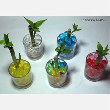 Terrarium Mini Cactus Succulent Bamboo Hoky Terarium Tanaman Hidup Kaktus Sukulen Bambu Hidrogel Hyd