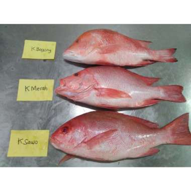 Ikan Kakap Merah Terbaru November 2021 Harga Murah Gratis Ongkir Blibli