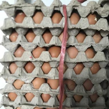 Telur ayam negeri