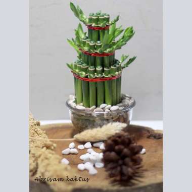 Bambu Hoki Ecer Lucky Bamboo Hoky Cina China per pcs untuk Souvenir Hidrogel Hidrogel Batu Coral Ita