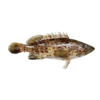 Kerapu macan hidup 400 - 600 gr