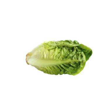 Fresh harvest romaine baby