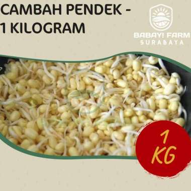 Kacang Tauge Kecambah 1 Kg