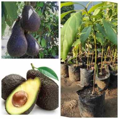 Bibit Alpukat Hass
