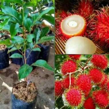 Bibit rambutan Binjai