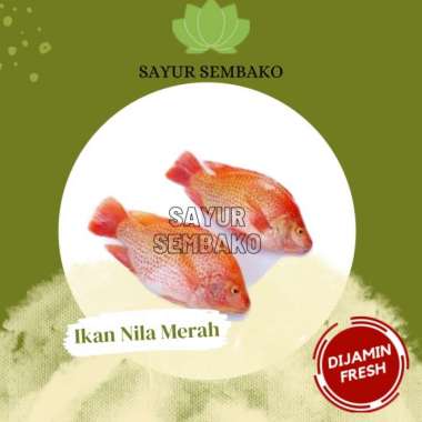 Ikan Nila Segar (500gr) Pack Box + Es