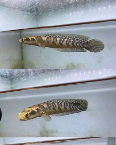 Channa Maru YS 16cm