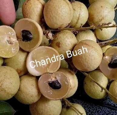 buah kelengkeng bangkok gold 1keranjang