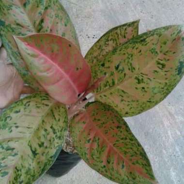 Aglonema Bigroy Jumbo