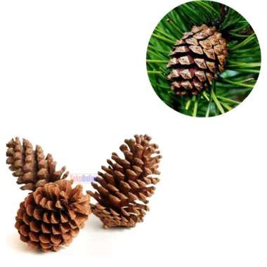 Bunga Pinus Kering Pine Cone Hiasan