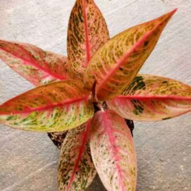 Aglonema Legacy Merah