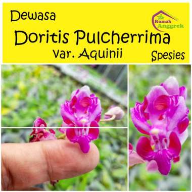 Anggrek Doritis Pulcherrima Var Aquinii bulan phalaenopsis langka pulcherima mini phal blue bird dew