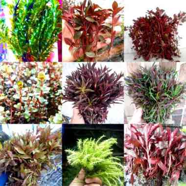 Gratis Ongkir Pipa Air Terjun Waterfall Aquascape Set L
