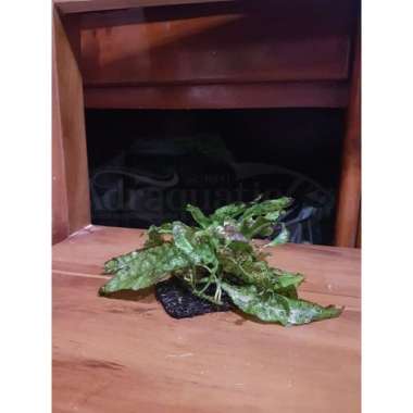 TANAMAN AQUASCAPE KADAKA PAKIS