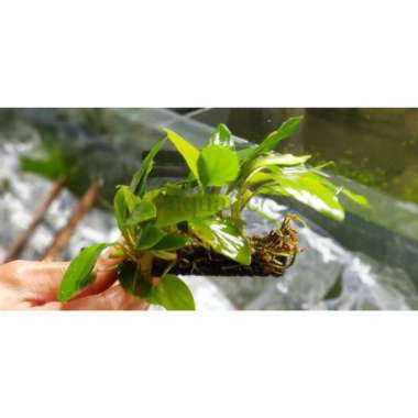 TANAMAN AQUASCAPE ANUBIAS SP PAKIS