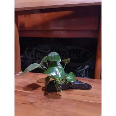 TANAMAN AQUASCAPE ANUBIAS BROADLEAF