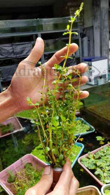 TANAMAN AQUASCAPE GREEN ROTALA HIJAU HIASAN AQUARIUM