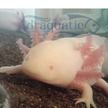 AXOLOTL ALBINO MATA MERAH DOGFISH SALAMANDER WALKING FISH MEXICANUM