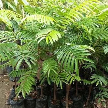 bibit pohon pete pohon petai -