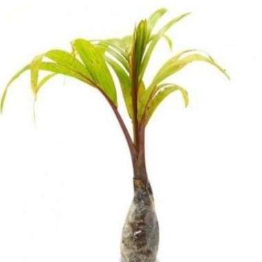 (COD) Tanaman Hias Palm Botol Merah - Palem Merah Botol