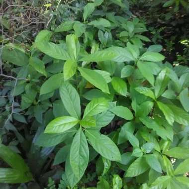 Bibit tanaman buah alpukat miki depok super