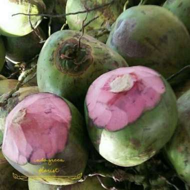bibit tanaman buah kelapa wulung