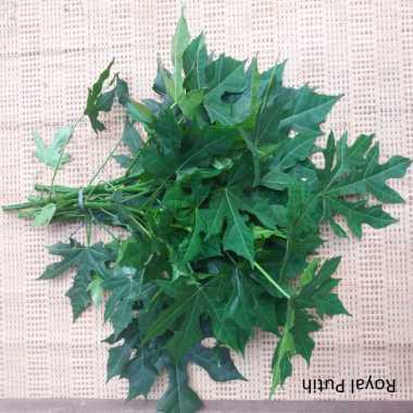 DAUN PEPAYA JEPANG PER IKAT