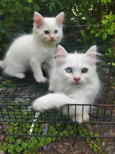 kucing kitten persia anggora odd eyes / mata beda warna